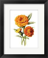 Framed Marigold Flower