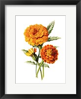 Framed Marigold Flower