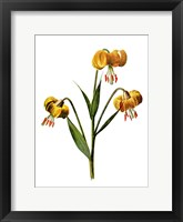 Framed Martagon Lily Flower