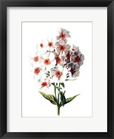 Framed Phlox Flower