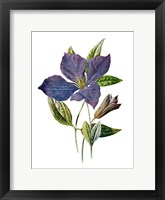 Framed Purple Clematis Flower