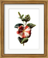 Framed Stripped Petunia Flower