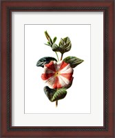 Framed Stripped Petunia Flower