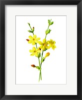 Framed Winter Jasmine Flower