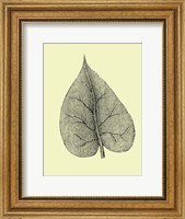 Framed Leaf I