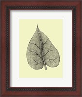 Framed Leaf I