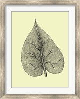 Framed Leaf I