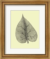 Framed Leaf I