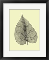 Framed Leaf I