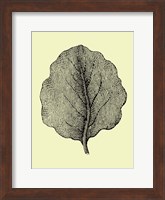 Framed Leaf II