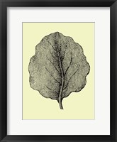 Framed Leaf II