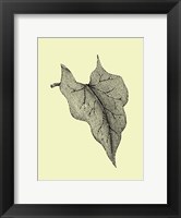 Framed Leaf III
