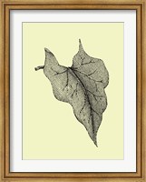 Framed Leaf III
