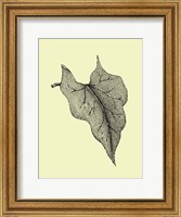 Framed Leaf III