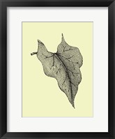 Framed Leaf III