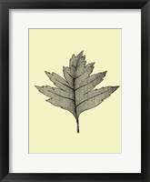 Floating Leaf I Framed Print