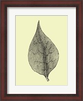 Framed Floating Leaf III