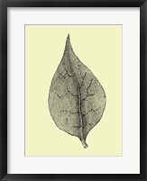 Framed Floating Leaf III