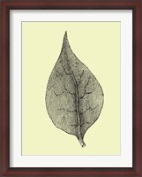 Framed Floating Leaf III