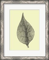 Framed Floating Leaf III