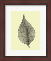 Framed Floating Leaf III