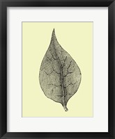 Framed Floating Leaf III