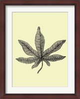 Framed Vintage Leaf