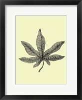 Framed Vintage Leaf