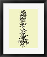 Floating Flower I Framed Print