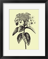 Floating Flower II Framed Print