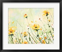 Framed Chrysanthemum and Daisy Field