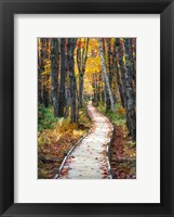 Framed Autumn Boardwalk I