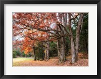 Framed Autumn Drive II
