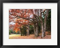 Framed Autumn Drive II