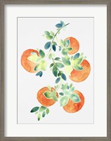 Framed Watercolor Oranges