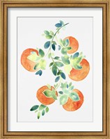 Framed Watercolor Oranges