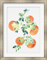 Framed Watercolor Oranges