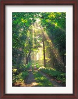 Framed Forest Sunshine