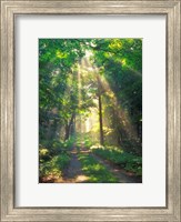 Framed Forest Sunshine