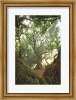 Framed Tree Love