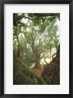 Framed Tree Love