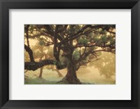 Framed Tree Dreams