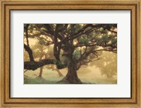 Framed Tree Dreams