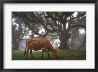 Framed Cow in the Fog