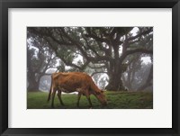 Framed Cow in the Fog