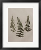 Light Fern Study II Framed Print