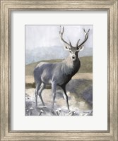 Framed Elk in the Wild
