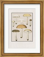 Framed Mushroom Study