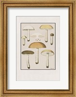Framed Mushroom Study