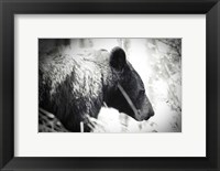 Framed Bear Emerging